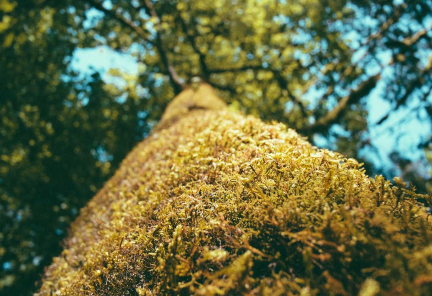 海鸥实名账号：聚米网app详情下载教程